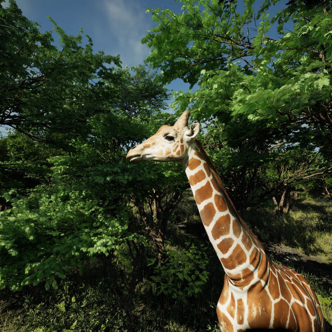 GiraffeCanopy_05 (Large)