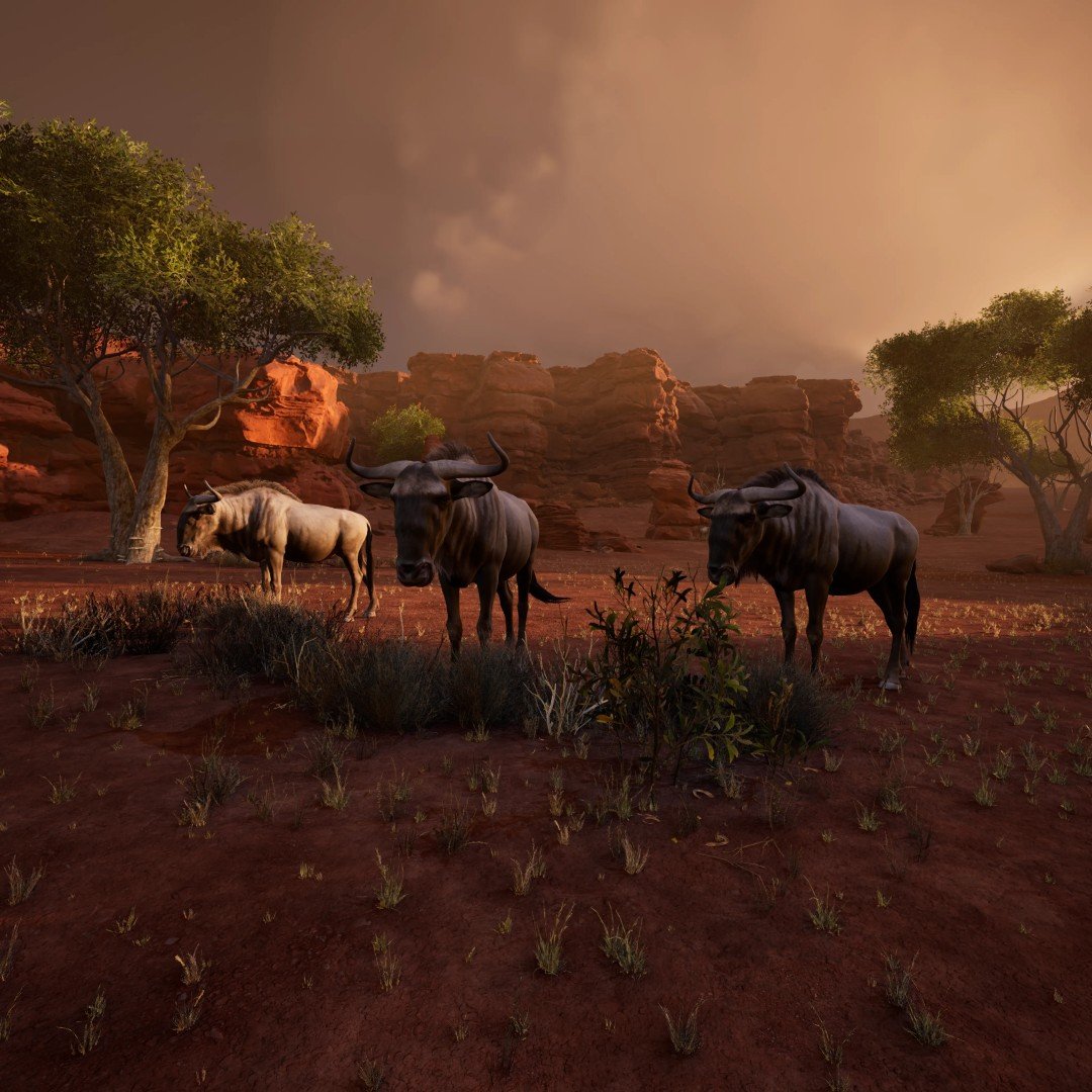 MeerkatPlayground_09 (Large)