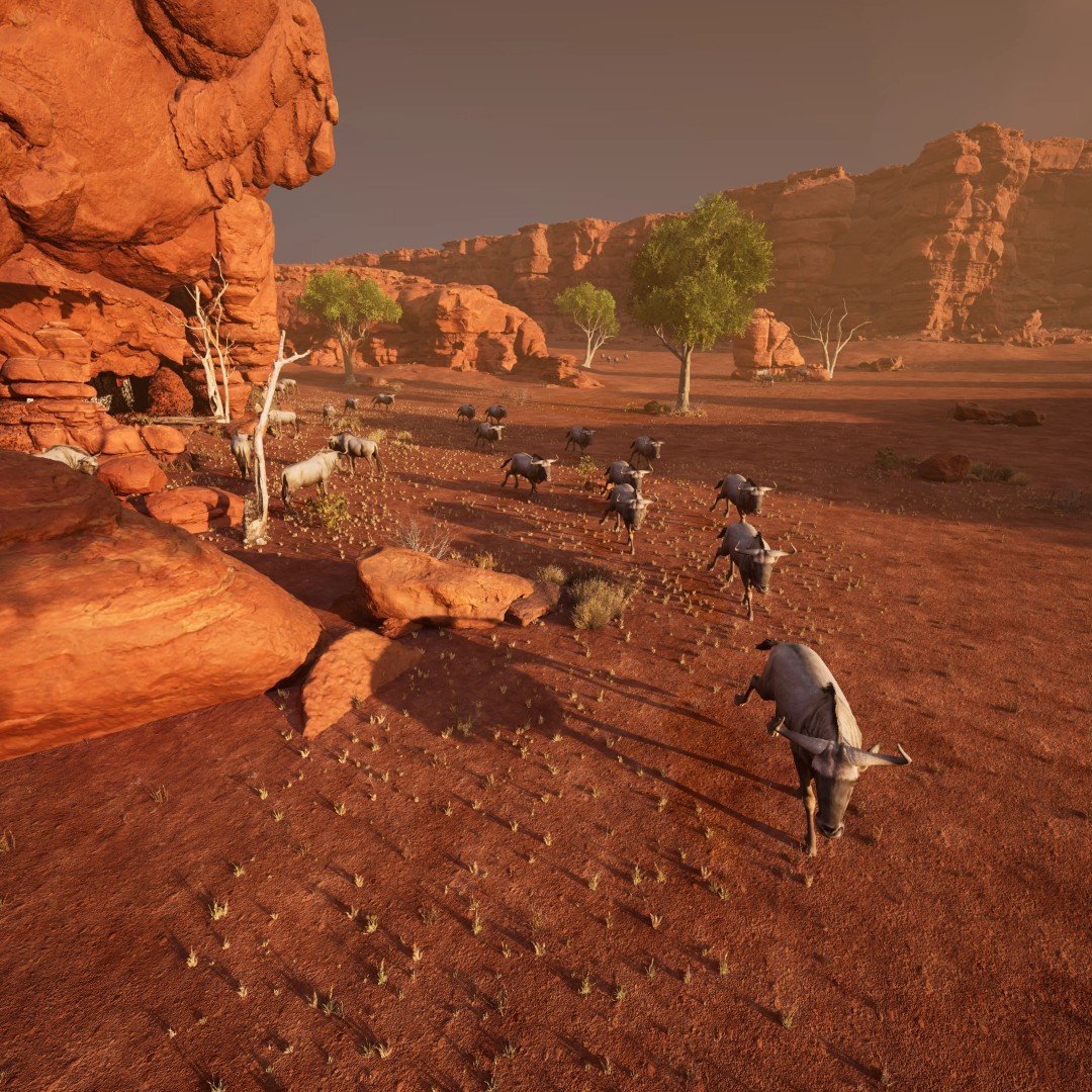 MeerkatPlayground_15 (Large)