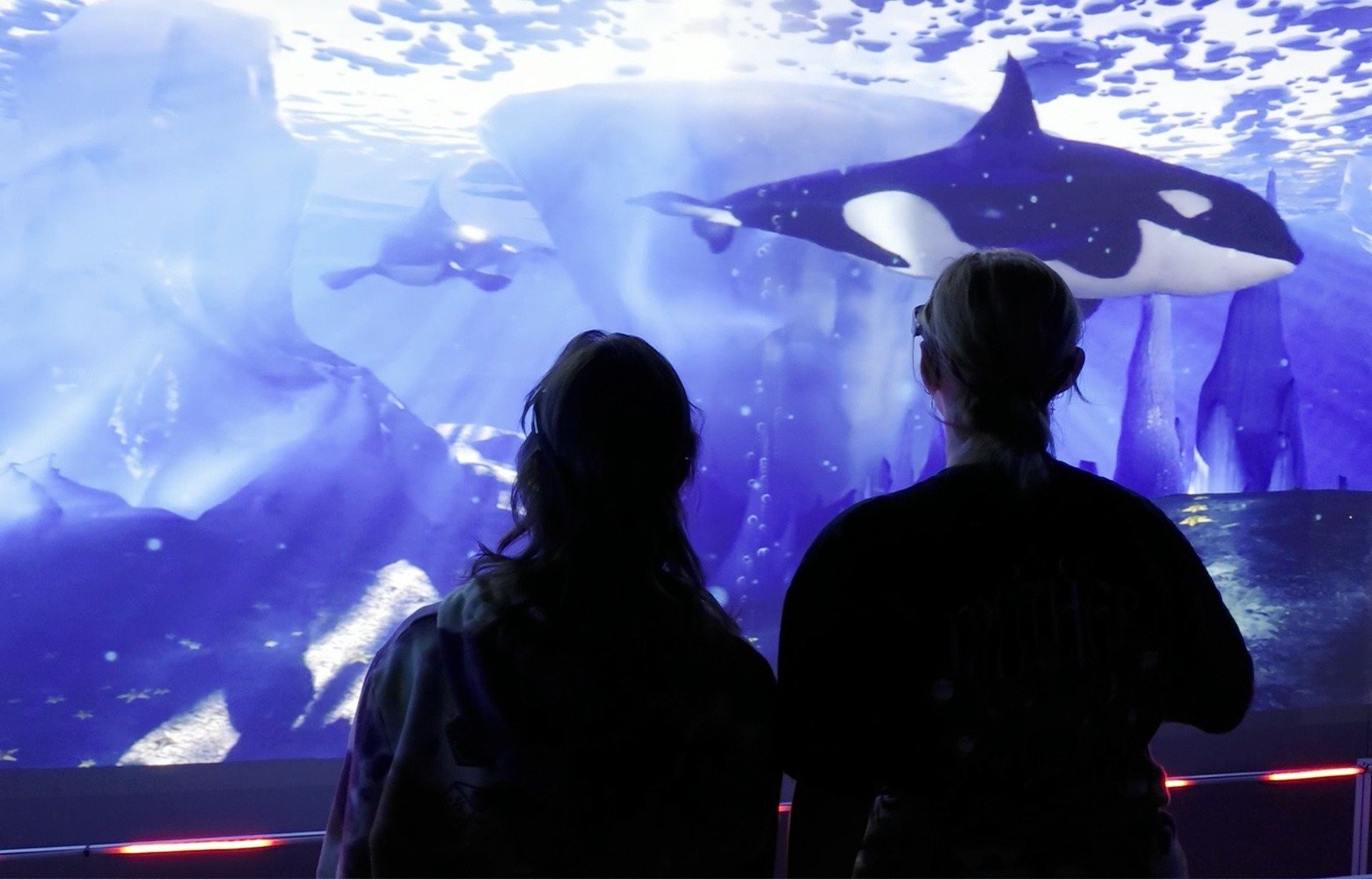 imgi_11_Arctic_Gallery_1560x1000-Orca