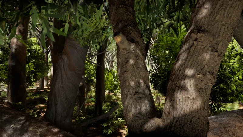 Australia_KoalaForest_01