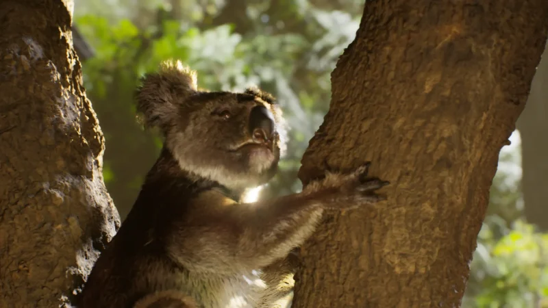 Australia_KoalaForest_02